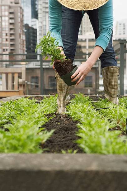 도심 속 옥상 텃밭, 공동체 문화를 바꾸다