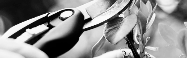 삽목 하는 방법 ① 삽목 방법