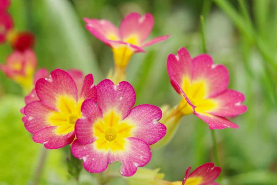 Bright pink and yellow primrose flowers in full bloom, capturing the essence of spring.