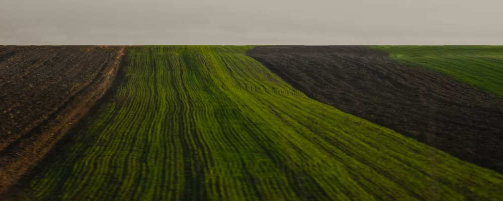 토(土) 오행 많은 사주특징