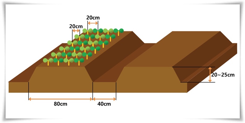 텃밭 "상추 키우기" 초보자도 쉽게 키우는 신선한 쌈 채소 재배의 모든 것!