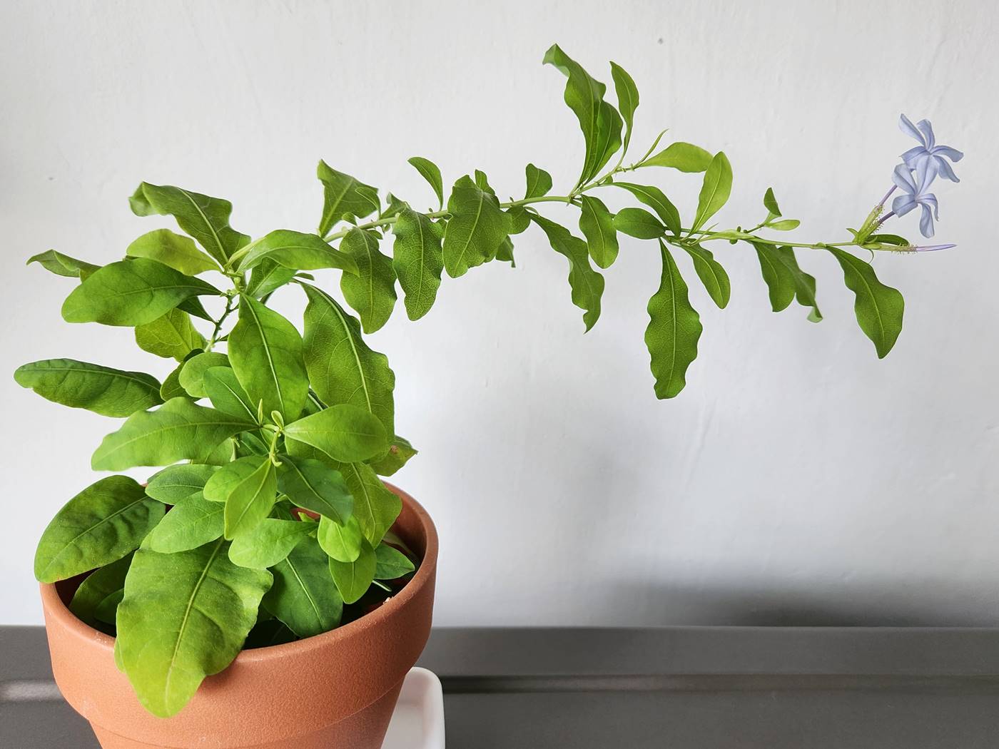 플럼바고 Plumbago
