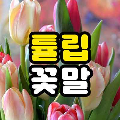 튤립 꽃말