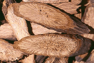 백작약효효과06