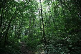 여름에 걷기 좋은 숲길 10