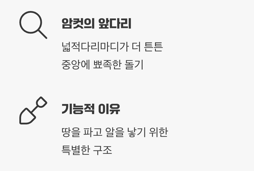 마지막 확인, '앞다리'의 생김새