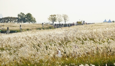 2024년 서울 억새 축제 일정
