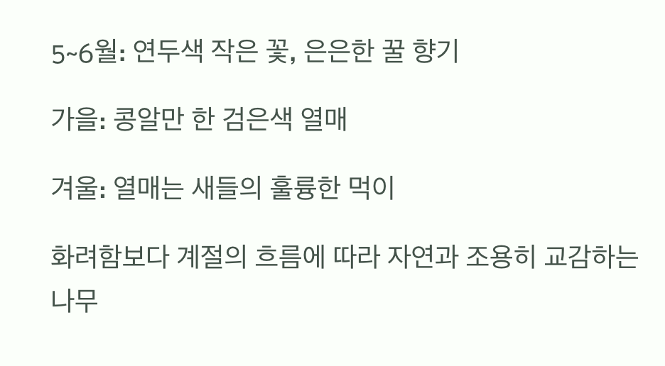 화려함 대신, 은은한 매력