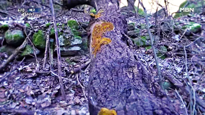 나는-자연인이다-이승윤