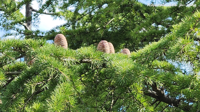 개잎갈나무,히말라야시다, Cedrus deodara