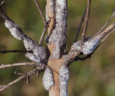 쥐똥밀깍지벌레