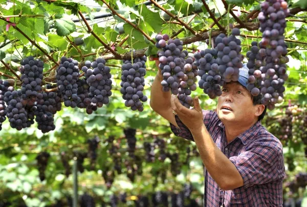 포도 재배 전정 시기 봉지 씌우기 병해 예방_3