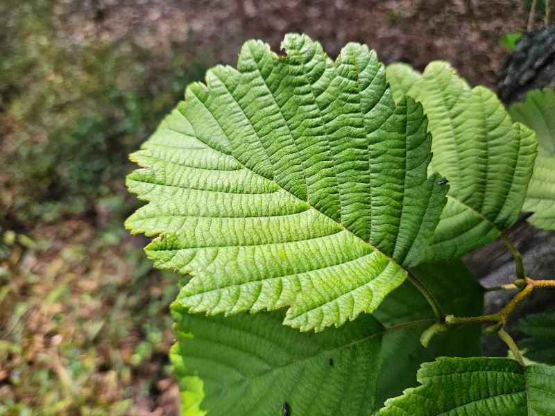 물오리나무 잎1