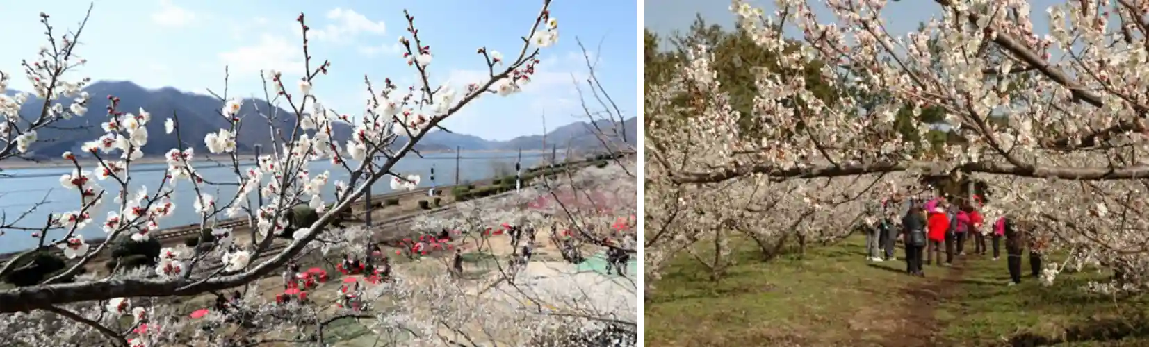 양산 원동 매화축제 사진