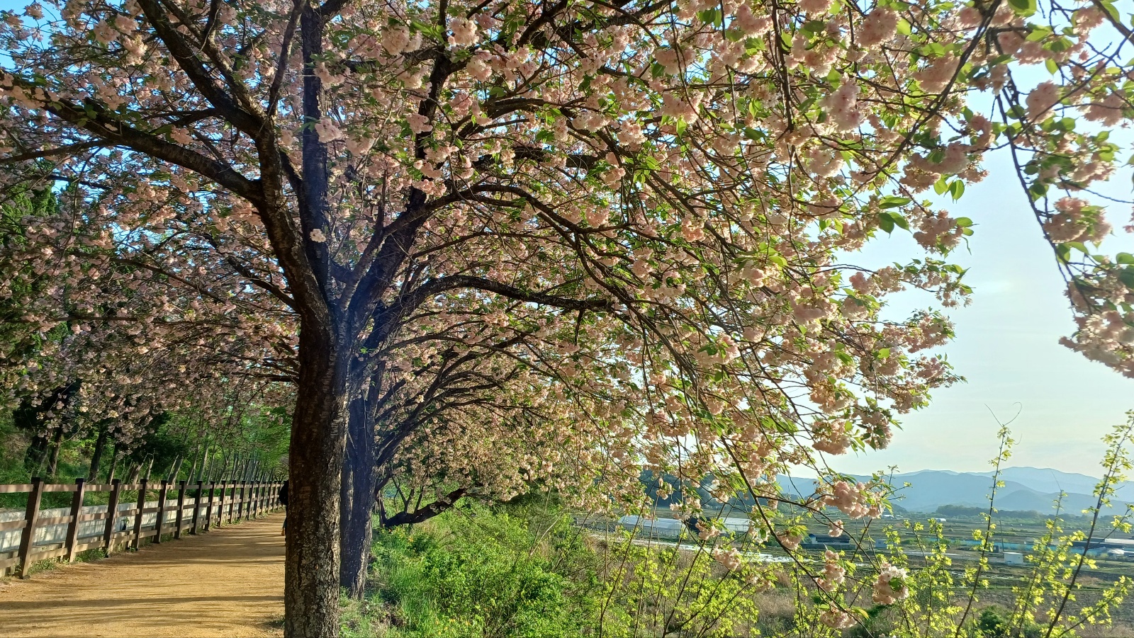 선덕여왕길 겹벚꽃9