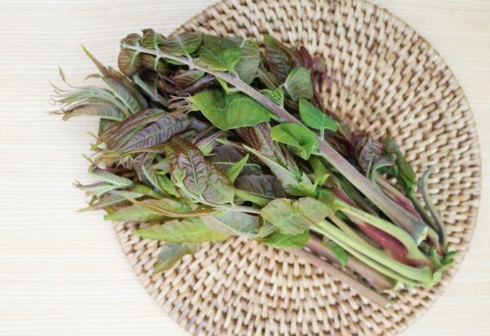 가죽나물 효능 가죽나물 장아찌 만드는 방법