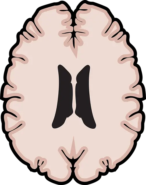 뇌의 전두엽: 의사결정, 계획, 자아 조절의 중심