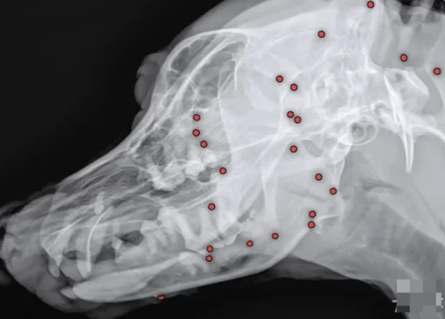 총상 입은 백구