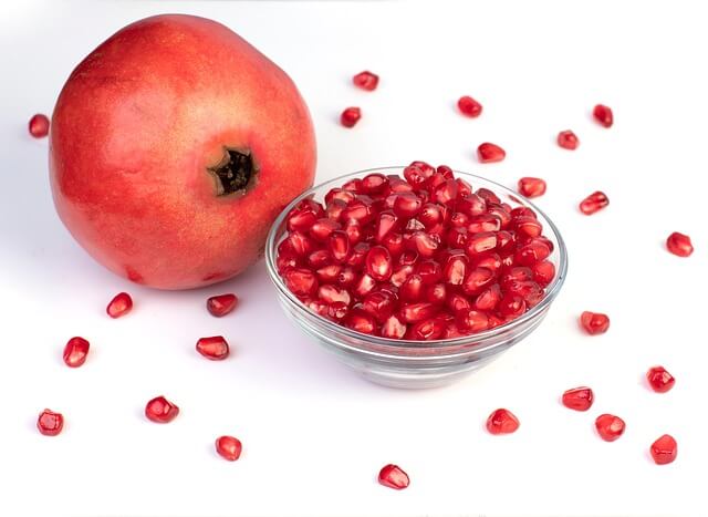 시서스 식물 사진