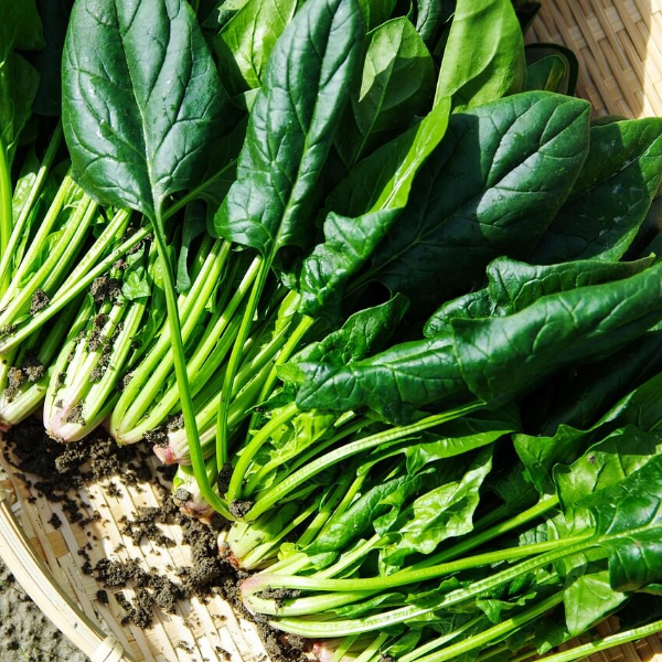 면역력에 좋은 음식 10 사진 5