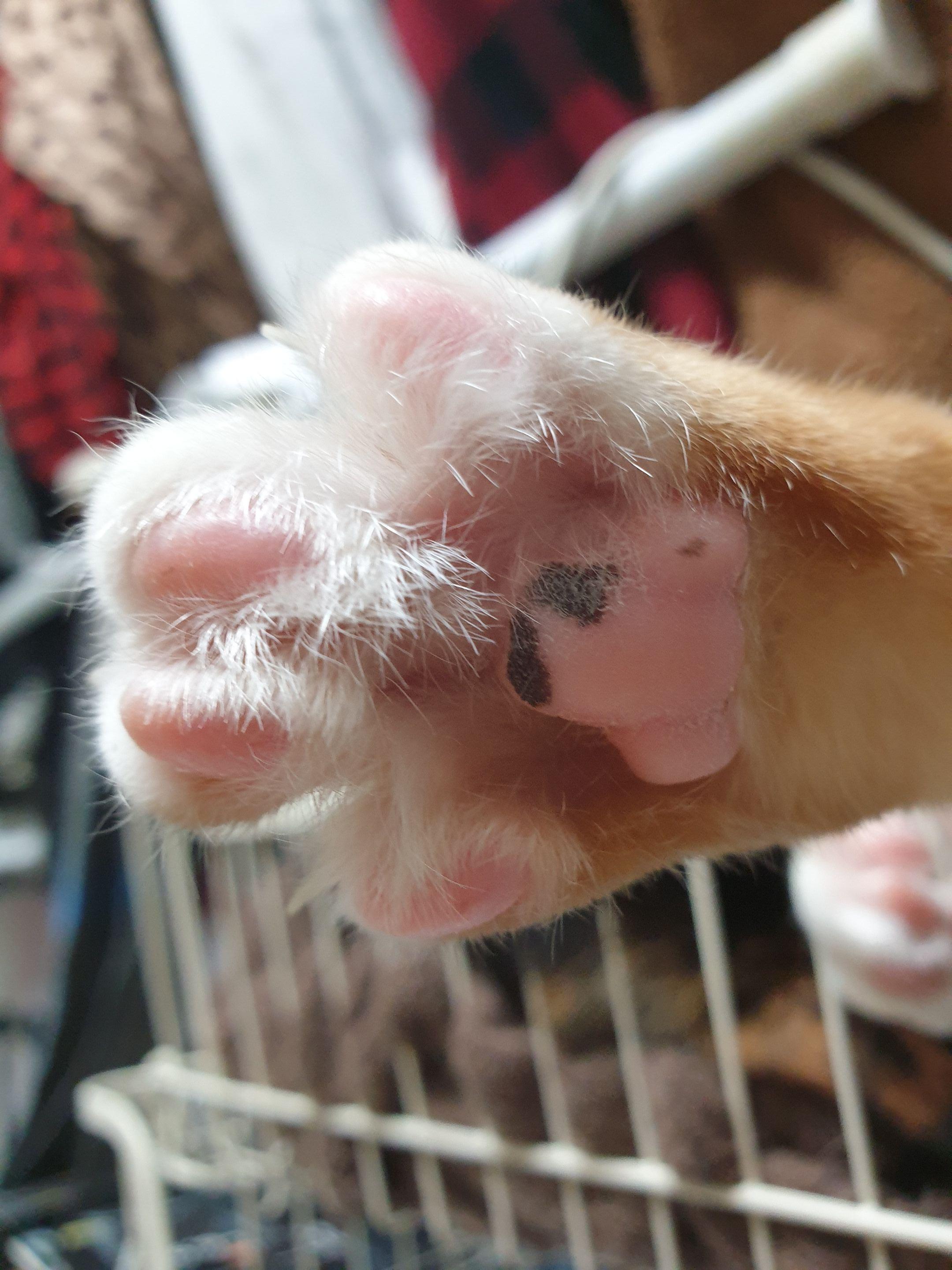 고양이 발바닥