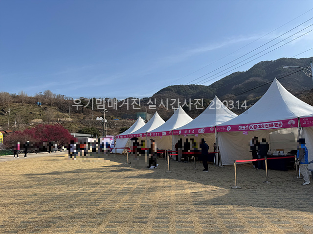 2025 광양매화축제 일정 실시간 개화 주차장