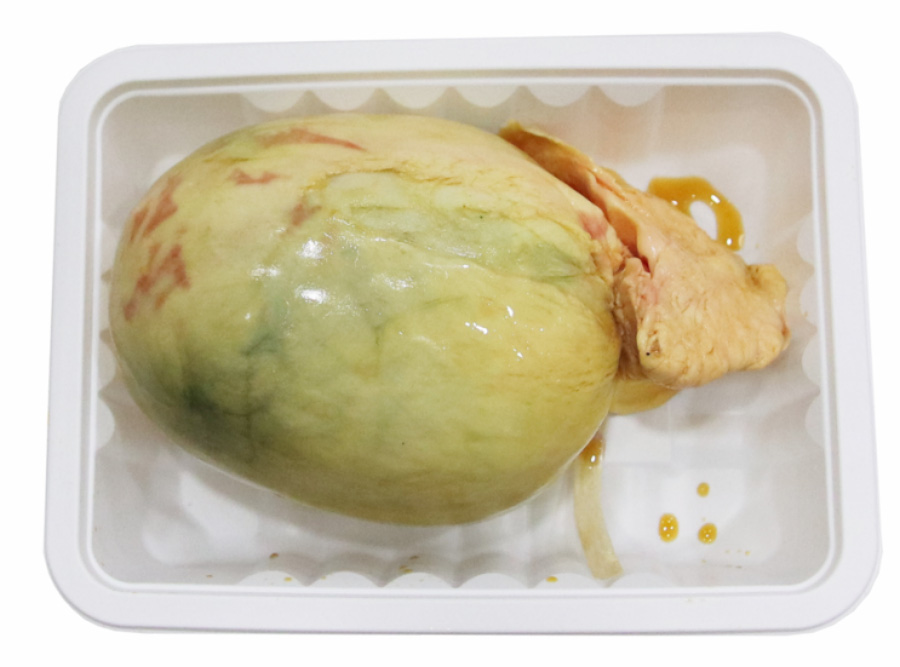 야생에서 채취를 한 소의 쓸개를 네모난 플라스틱 그릇에 1개를 담아두고 위에서 확대를 하여 찍은 사진