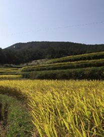 완도여객선터미널 청산도 배편 예약과 시간표 및 운임요금 및 주차요금 관련사진
