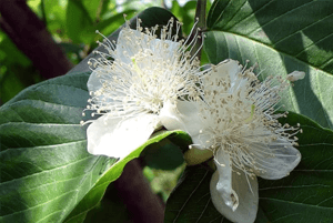 구아바잎효과05