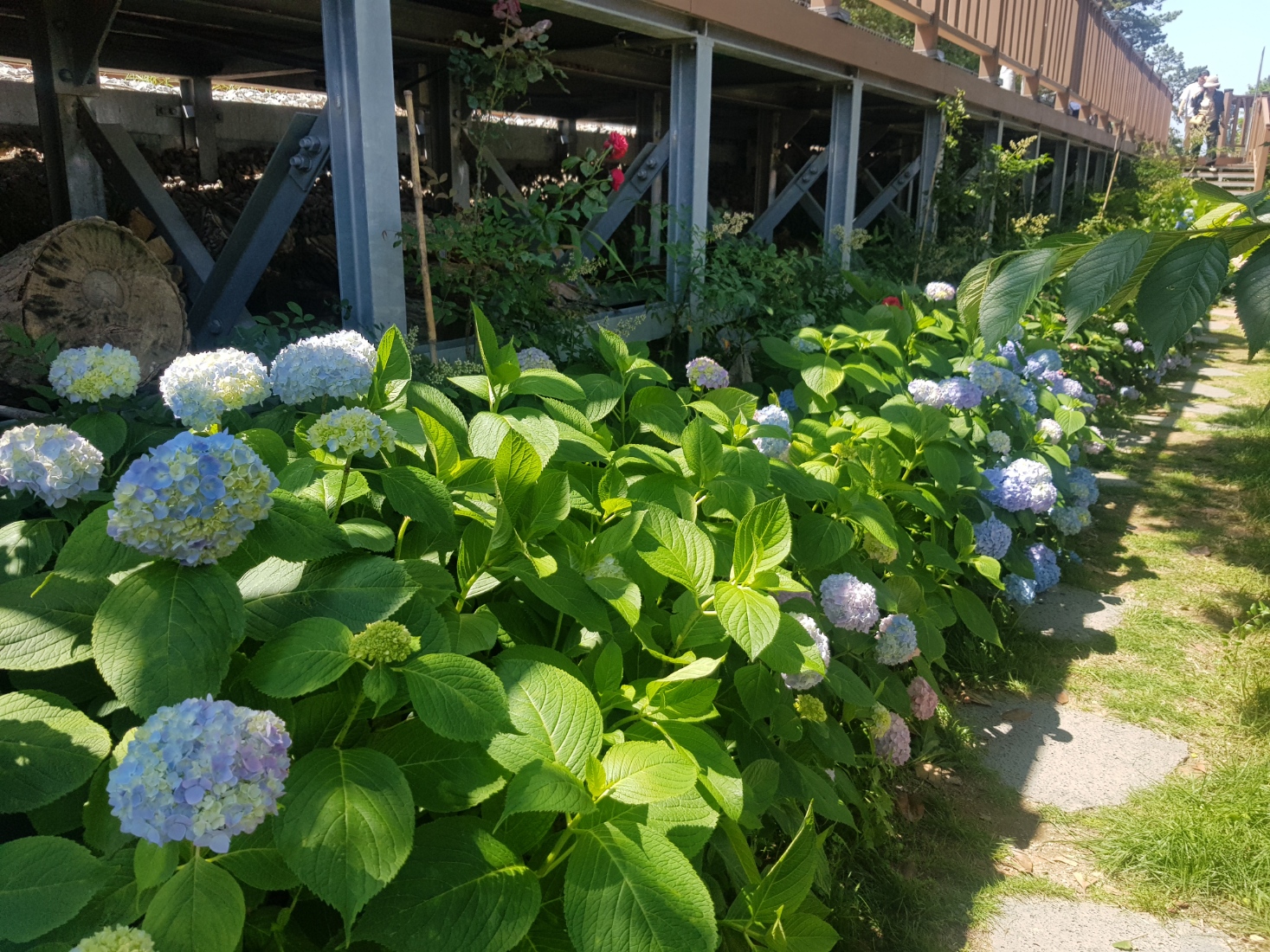 올드머크카페수국