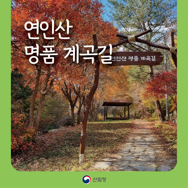 경기도 명품숲길 어디가 좋을까? 5대 대표 숲길 장단점 한눈에