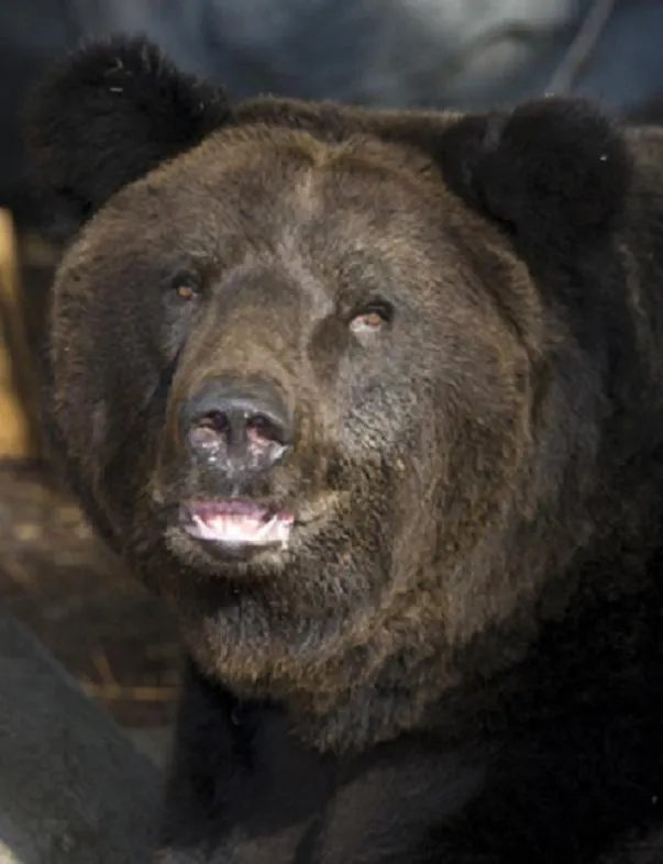 우수리 불곰 특징 성격 서식지_8