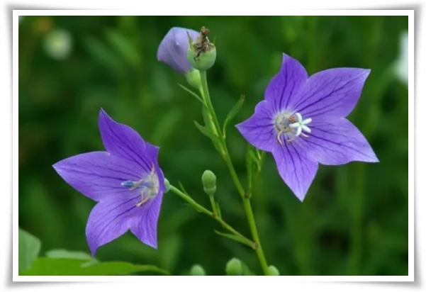&quot;도라지 꽃과 도라지&quot; 아름다운 꽃과 건강한 뿌리를 품은 자연의 선물!