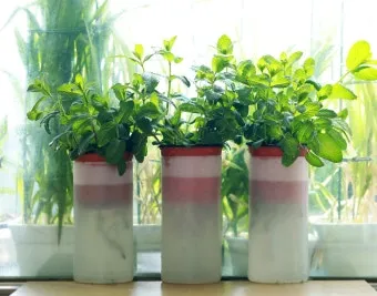 민트 재배 수경 재배 물 갈이 뿌리 번식_29