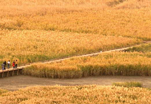 2024 순천만 갈대축제 입장료, 일정 및 프로그램 사전예약