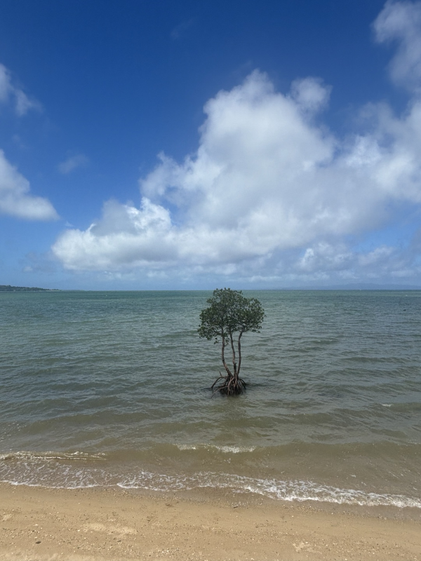 이시가키지마 Lone Mangrove