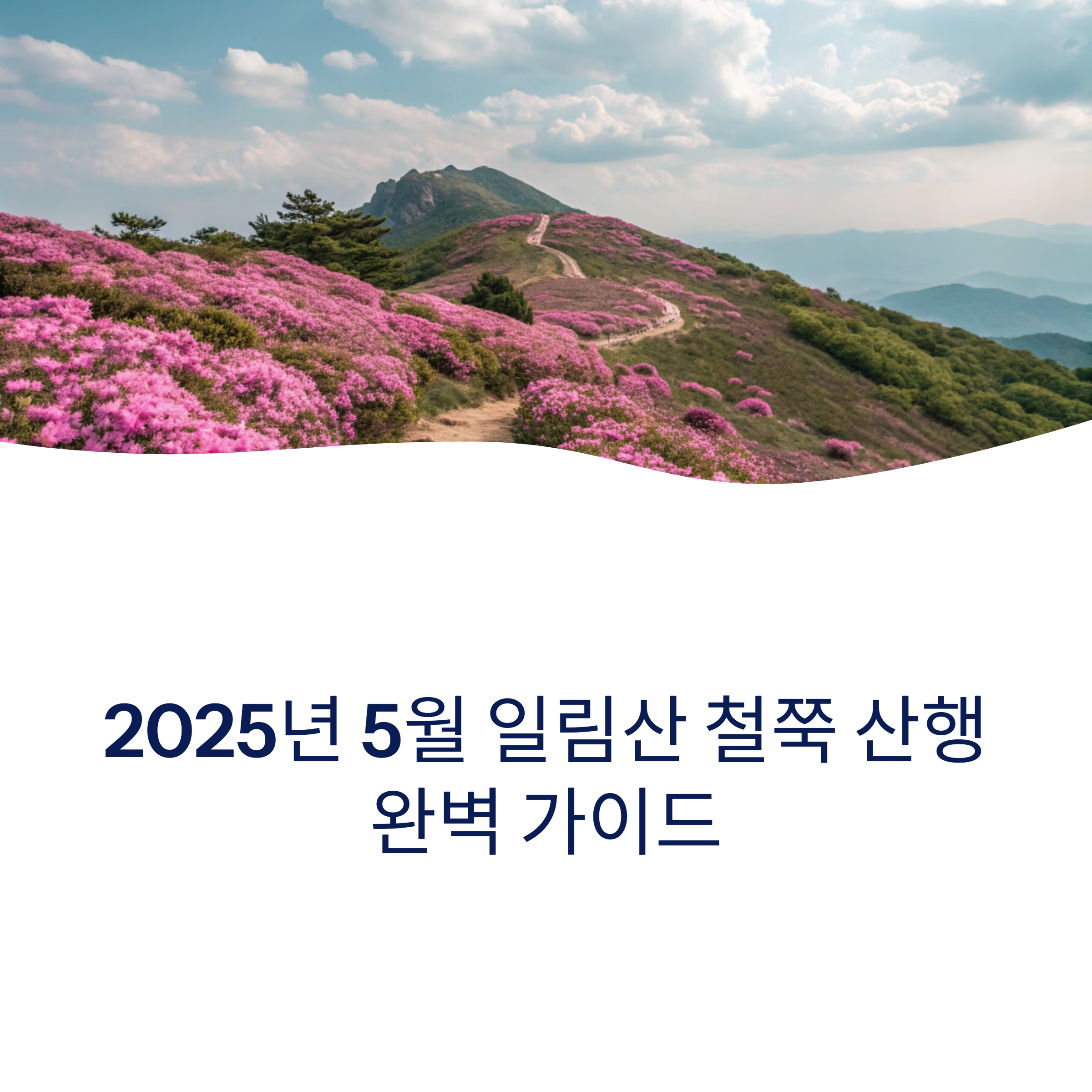 2025년 5월, 일림산 철쭉 산행 완벽 가이드