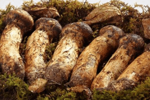 송이버섯 효능08