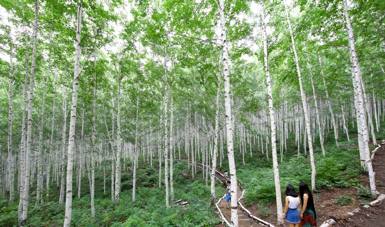 속삭이는 자작나무숲