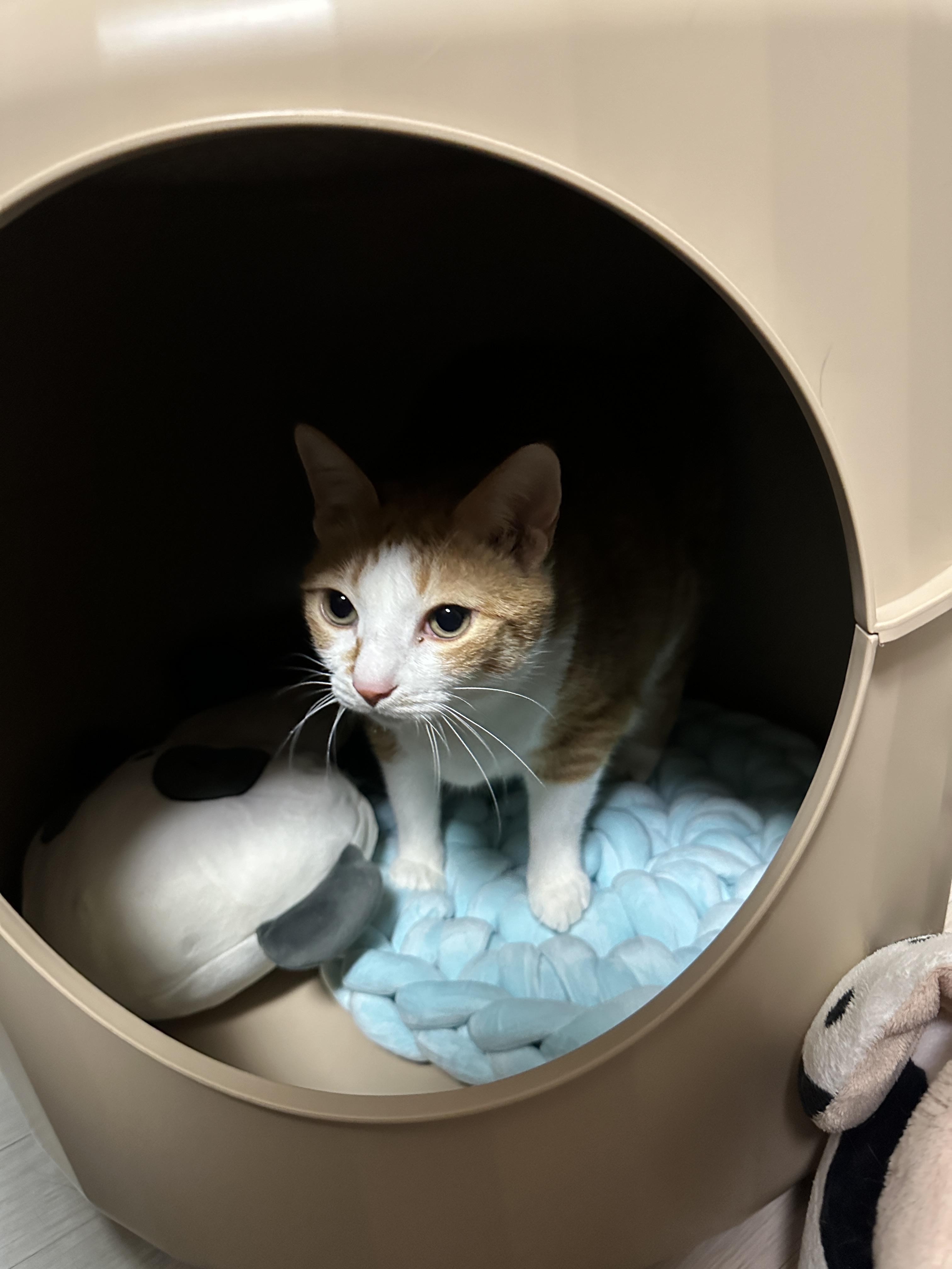 1층에_넣어준_두번째_원형방석_제일_먼저_사용하는_치즈냥이_호야_2