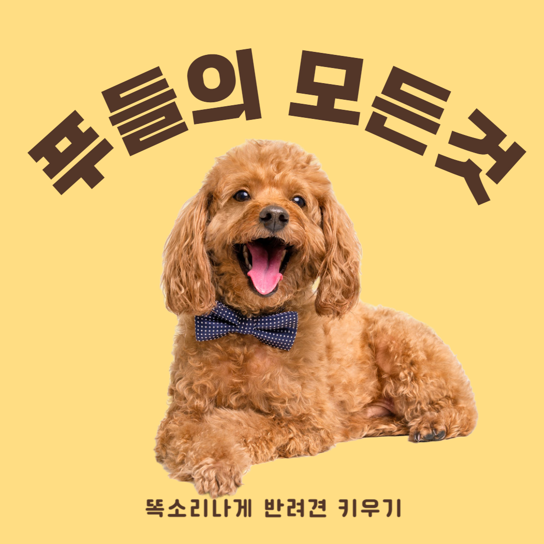 푸들 성격 장단점 유전질환 알아보기