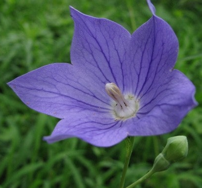 도라지 효능 부작용 고르는법 먹는법 꽃 총정리