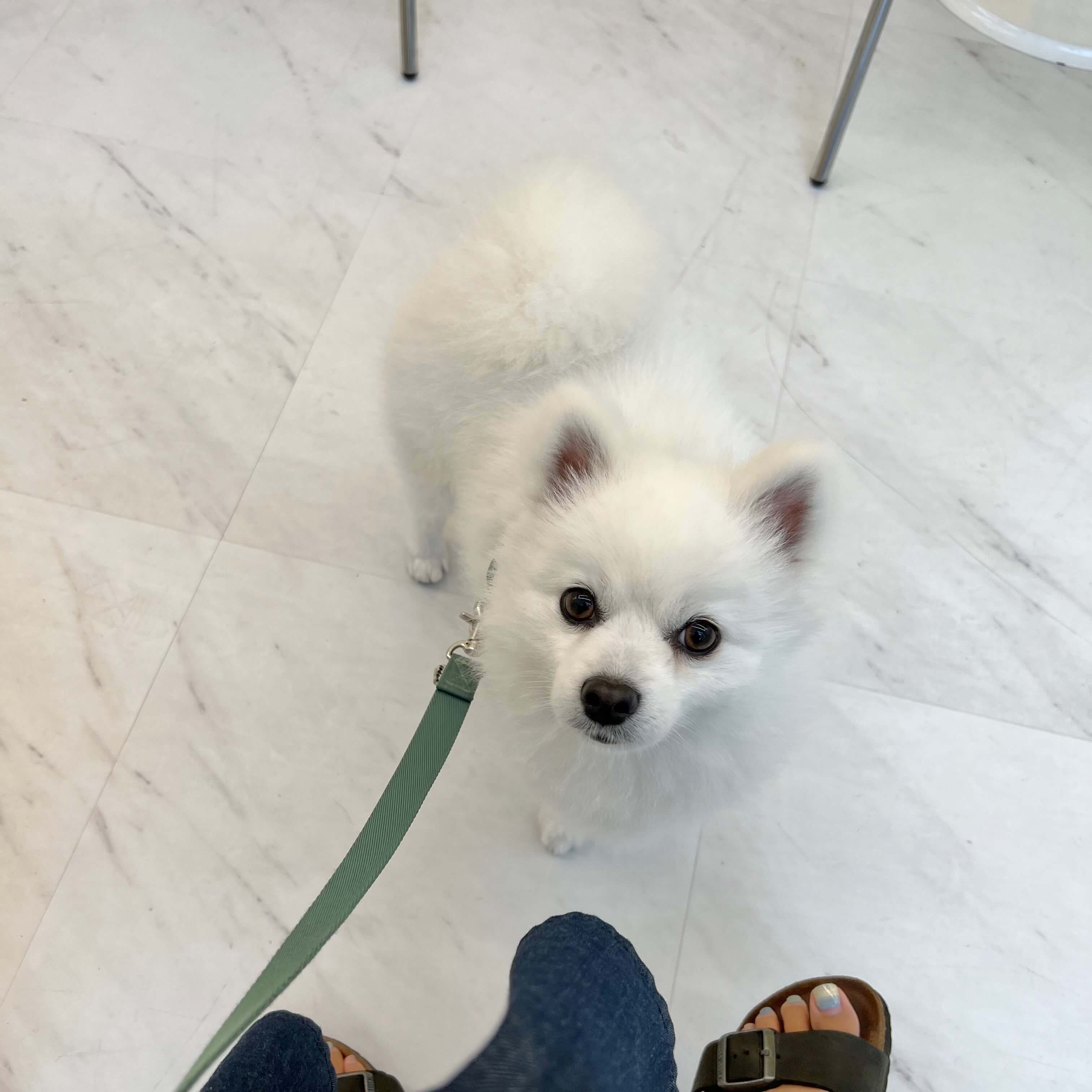 애견동반카페