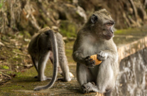 원숭이띠 2025년 운세
