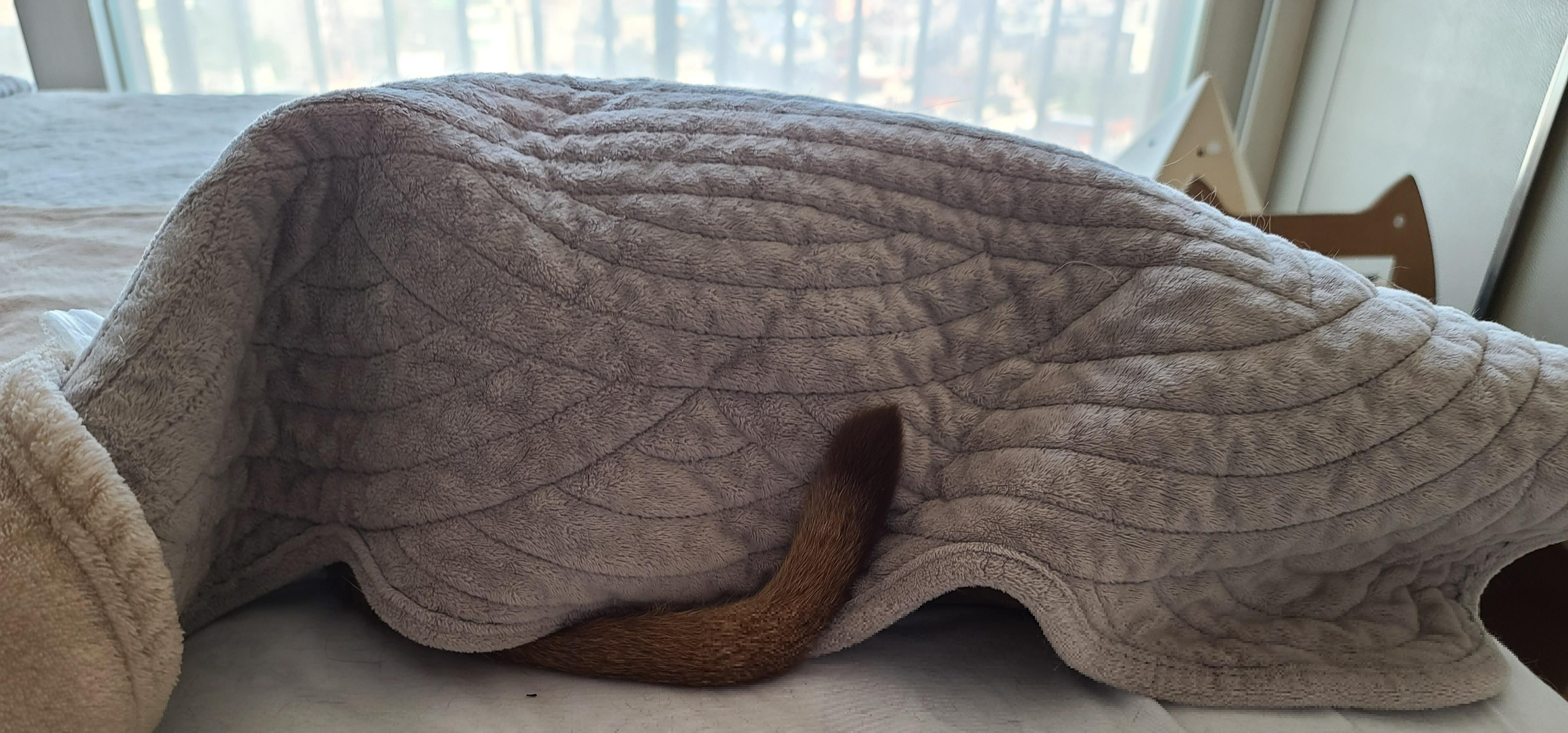 오랜만에 맑은 하늘이었던 날 아홉냥이네 고양이들.