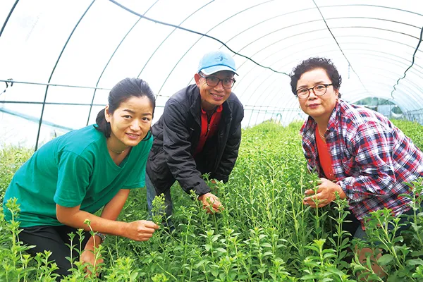 스테비아 재배 삽목 요령 단맛 유지 잎 건조_2