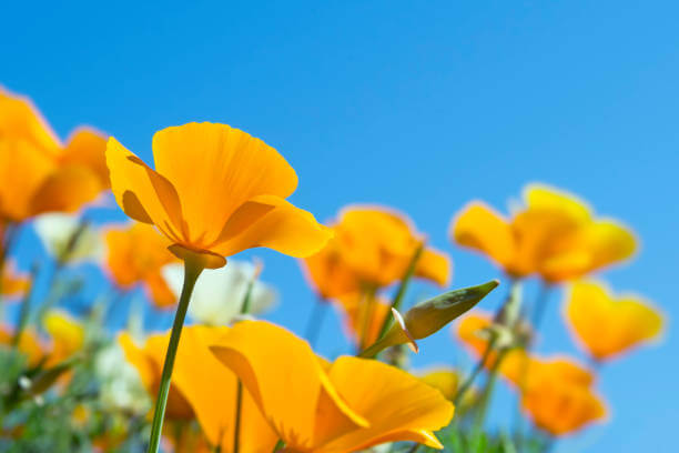 2025 화담숲 입장료 모노레일 야놀자 할인