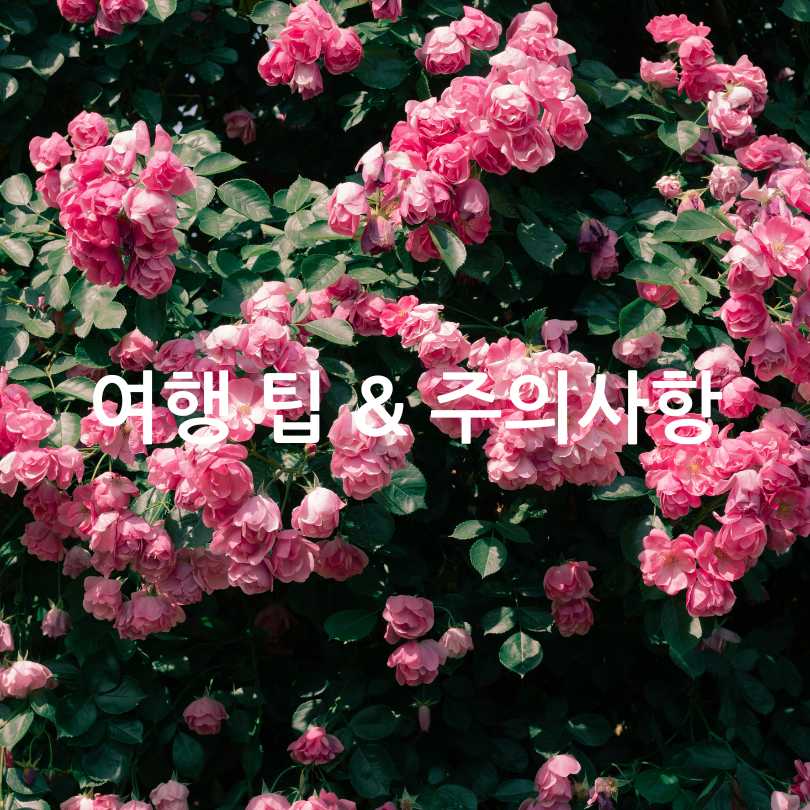 삼척장미축제 2025 : 5월6월 국내여행지