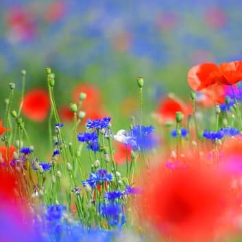 2025 원주 용수골 꽃양귀비축제 ❘기간, 일정, 체험 및 프로그램 정리