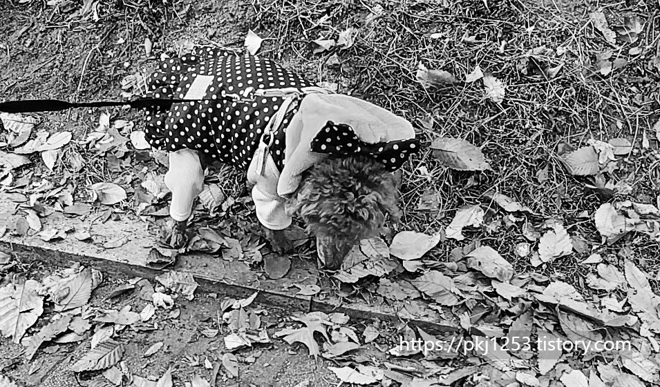 Alt 속성 문제 해결 설명 이미지